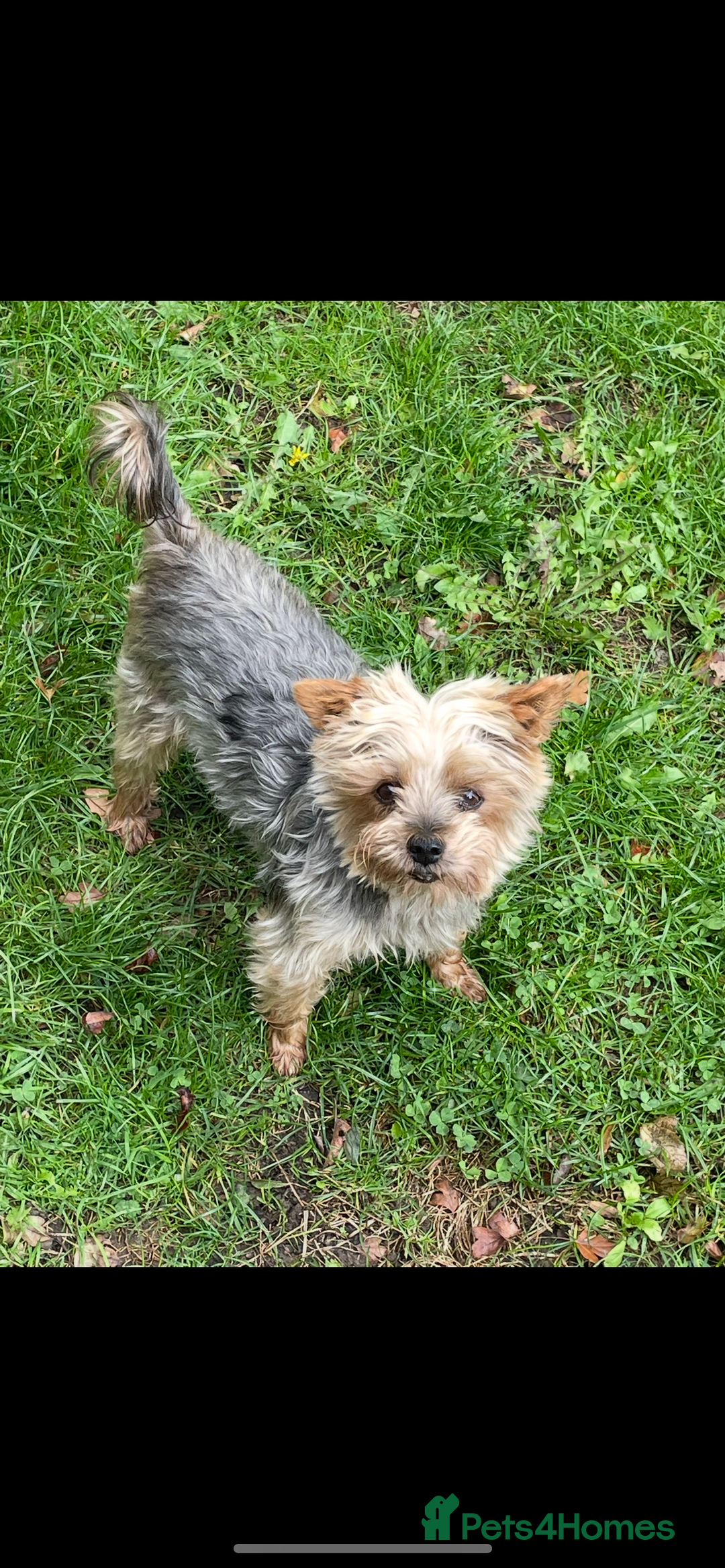 Yorkshire Terrier dogs for sale: Stunning family raised puppys - Image 5