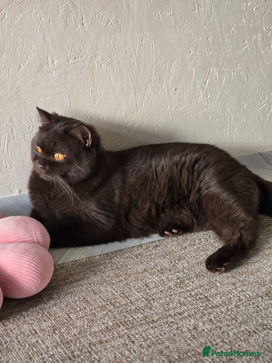 British Shorthair cats for sale: GCCF/TICA Active Queen (Chocolate) - Advert 2