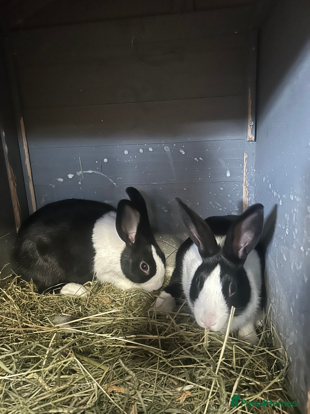 Netherland Dwarf rabbits for sale: Rabbits for sale  - Image 10