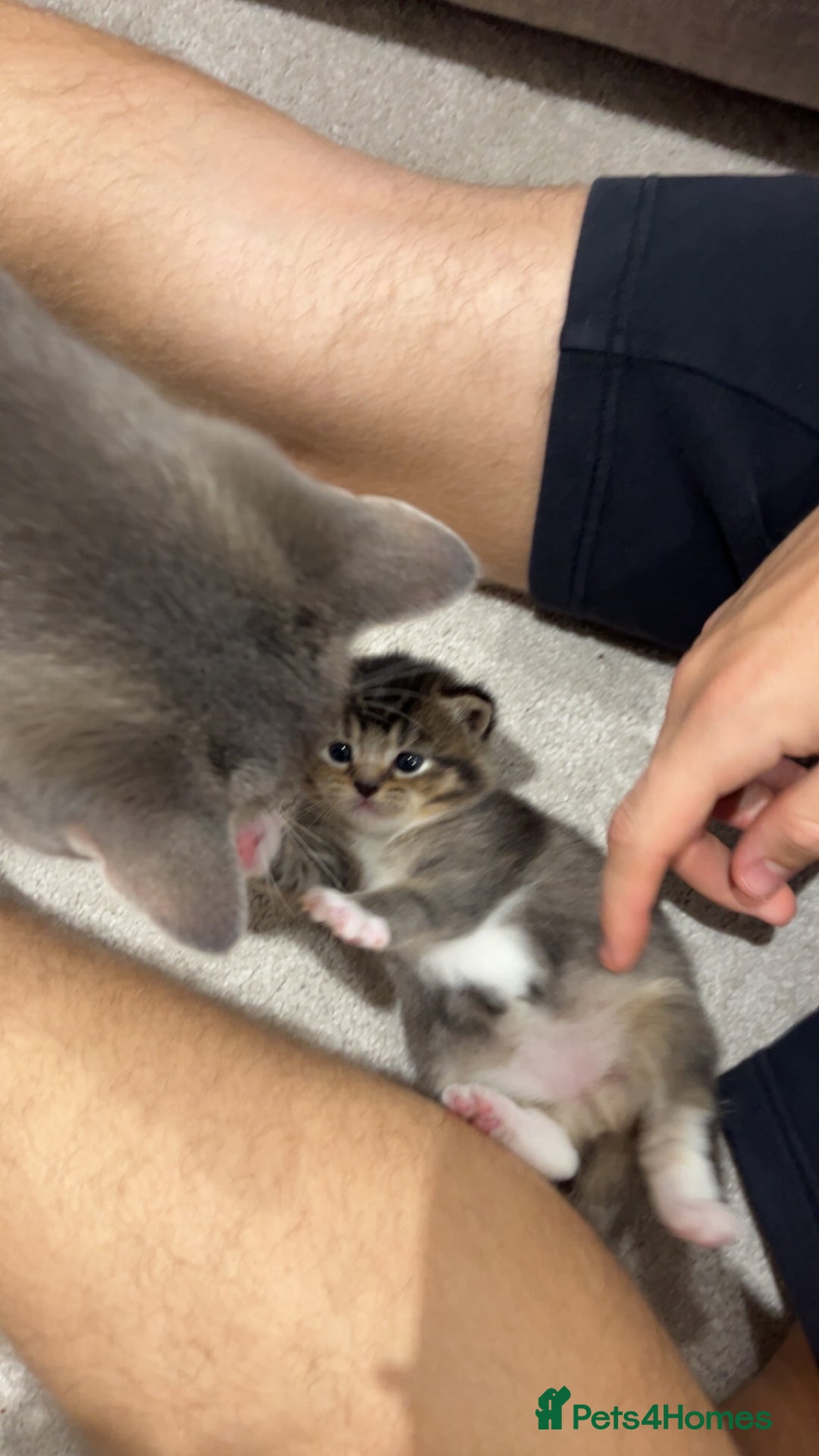 British Shorthair cats for sale: 5 beautiful British shorthair kittens - Image 23