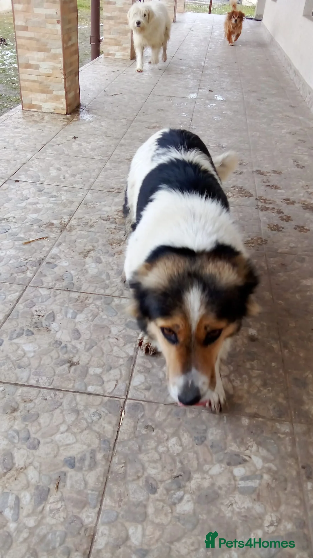 Mixed Breed dogs for adoption: ✨ Meet 🐾LORA🐾 !  She chose Trust over Fear ✨ - Advert 2