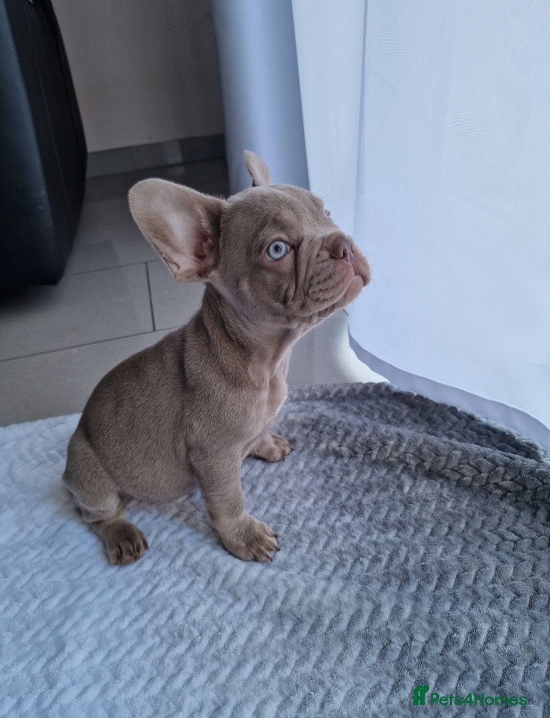 French Bulldog dogs French bulldog - Advert 1