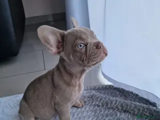 French Bulldog dogs French bulldog - Advert 1