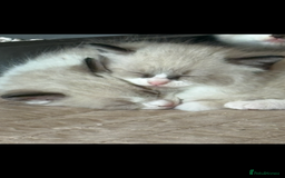 Ragdoll cats for sale: Gorgeous ragdoll kittens - Image 1