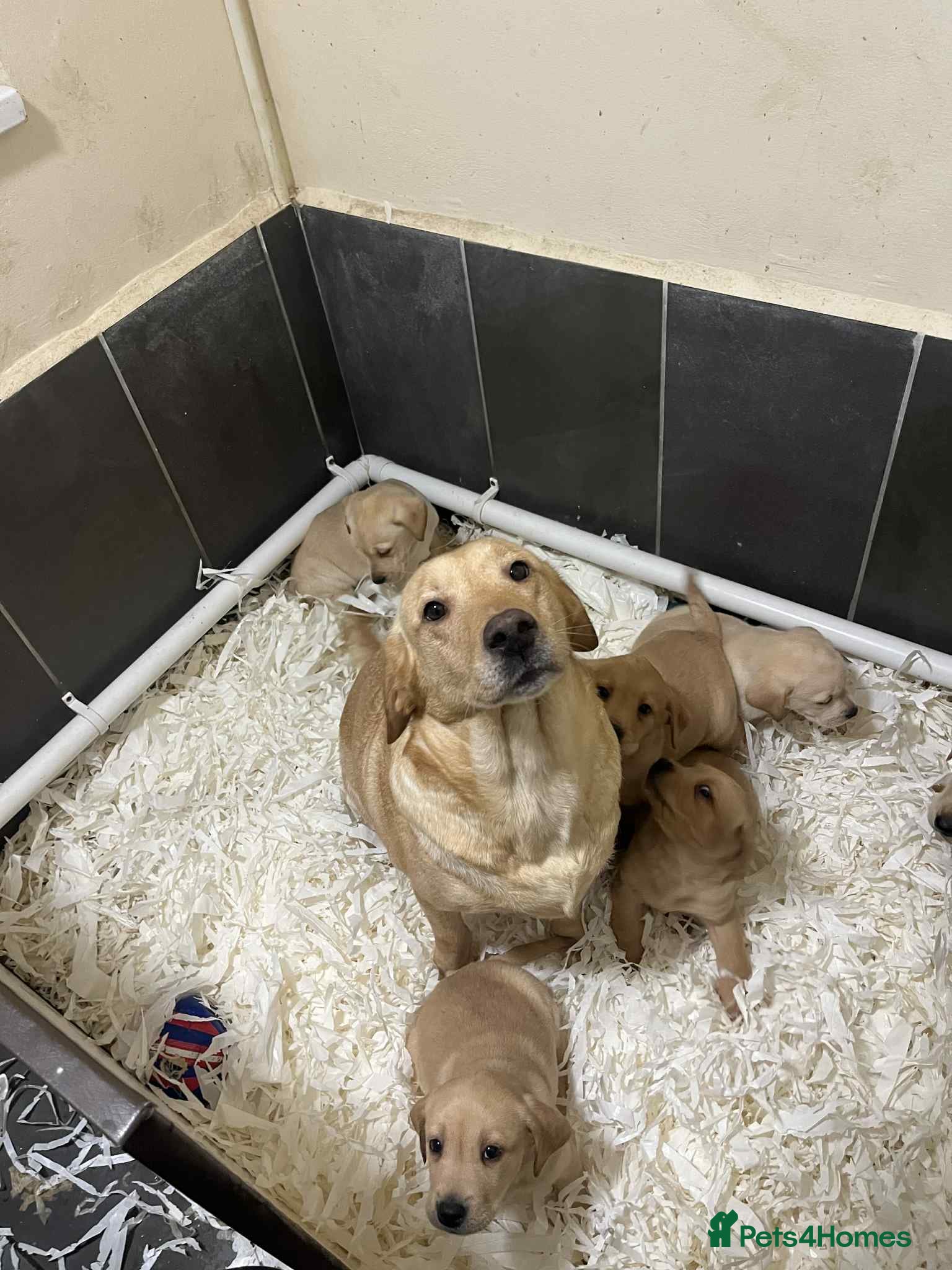 Labrador Retriever dogs Beautiful Labrador puppies  - Advert 7