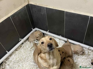 Labrador Retriever dogs Beautiful Labrador puppies - Advert 1