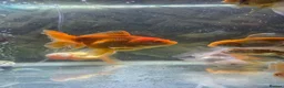 Fancy Goldfish fish for sale: 15 fancy goldfish  in Selkirk - Advert 8