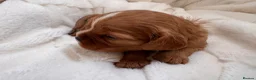 Cavalier King Charles Spaniel dogs for sale: Beautiful red KC boys health tested parents 😍🐶😍 in Swanley - Advert 20