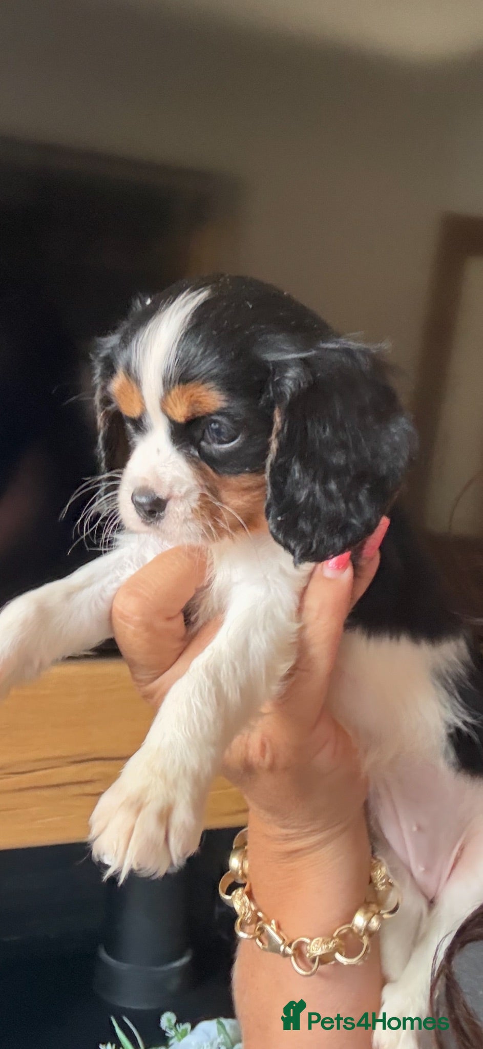 Cavalier King Charles Spaniel dogs 🐶Kc cavalier dna clear puppies 🐶4 boys left - Advert 1
