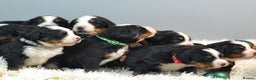 Bernese Mountain Dog dogs for sale: KC REGISTERED LITTER OF BERNESE MOUNTAIN DOG PUPS - Advert 2