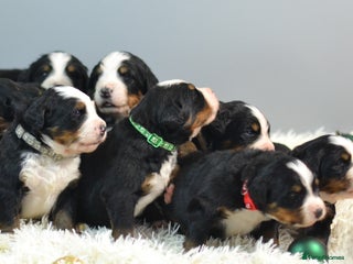 Bernese Mountain Dog dogs KC REGISTERED LITTER OF BERNESE MOUNTAIN DOG PUPS - Advert 1