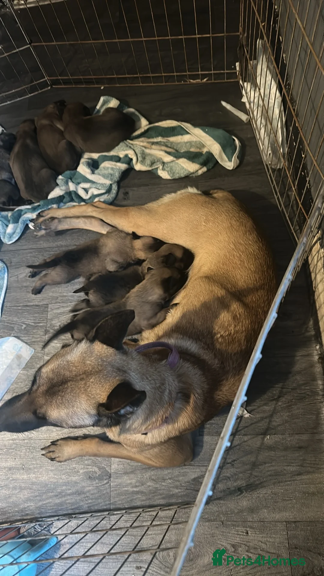 Belgian Shepherd Dog dogs for sale: Puppies for sale - Advert 1