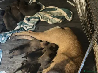 Belgian Shepherd Dog dogs Puppies for sale - Advert 6