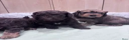 Cockapoo dogs for sale: Cockapoo puppies  - Advert 16