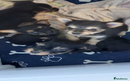 Yorkshire Terrier dogs for sale: YORKSHIRE TERRIER PUPPIES with OWN VET HEALTH CERT - Image 16