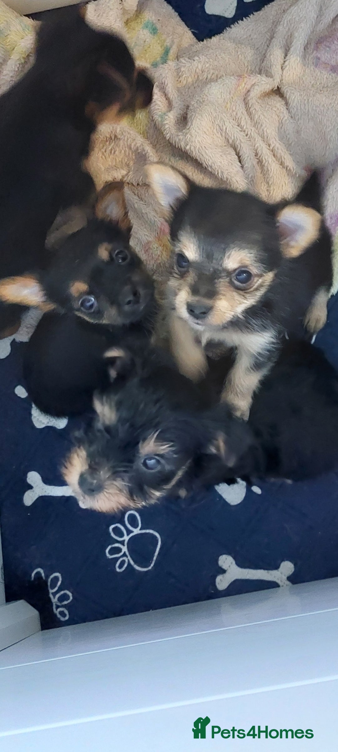 Yorkshire Terrier dogs for sale: YORKSHIRE TERRIER PUPPIES with OWN VET HEALTH CERT - Image 16