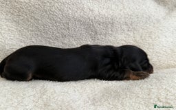 Miniature Dachshund dogs for sale: Miniature Smooth-Coat Dachshund  - Image 6