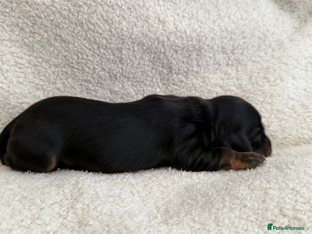 Miniature Dachshund dogs for sale: Miniature Smooth-Coat Dachshund  - Image 6