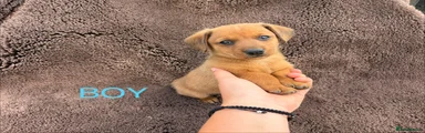 Mixed Breed 2