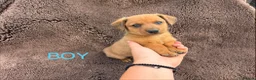 Mixed Breed dogs for sale: Dameranian - Advert 6