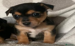 Jack Russell dogs for sale: Exceptional litter of miniature Jack RussellS - Image 14