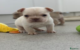 French Bulldog dogs for sale: French bulldog puppies  - Advert 14