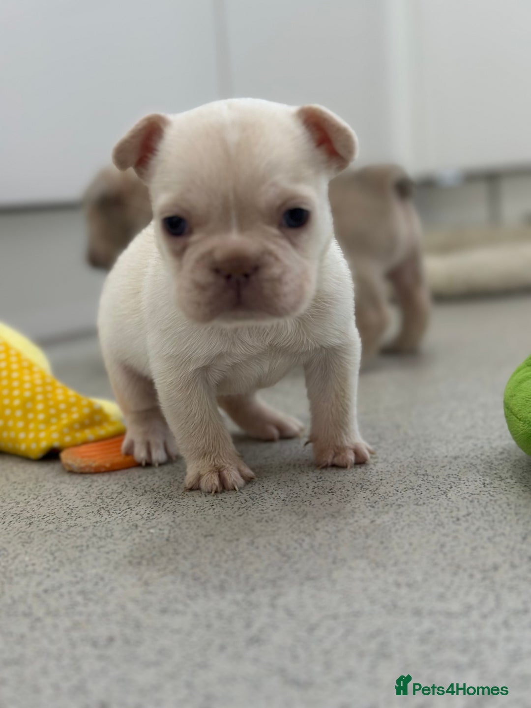 French Bulldog dogs for sale: French bulldog puppies  - Advert 14
