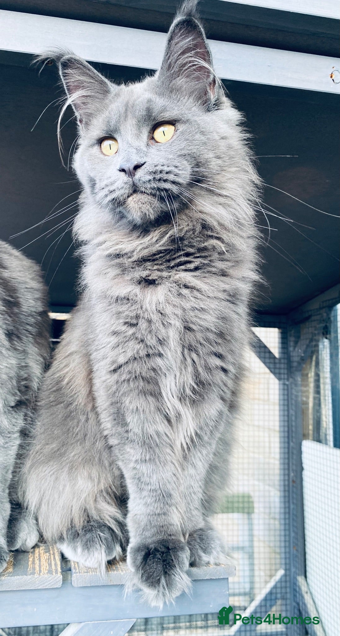 Maine Coon cats 💙*🦁*BLUE MAINE COON*💎*KITTENS*🦁*💙 - Advert 3