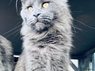 Maine Coon cats 💙*🦁*BLUE MAINE COON*💎*KITTENS*🦁*💙 - Advert 3
