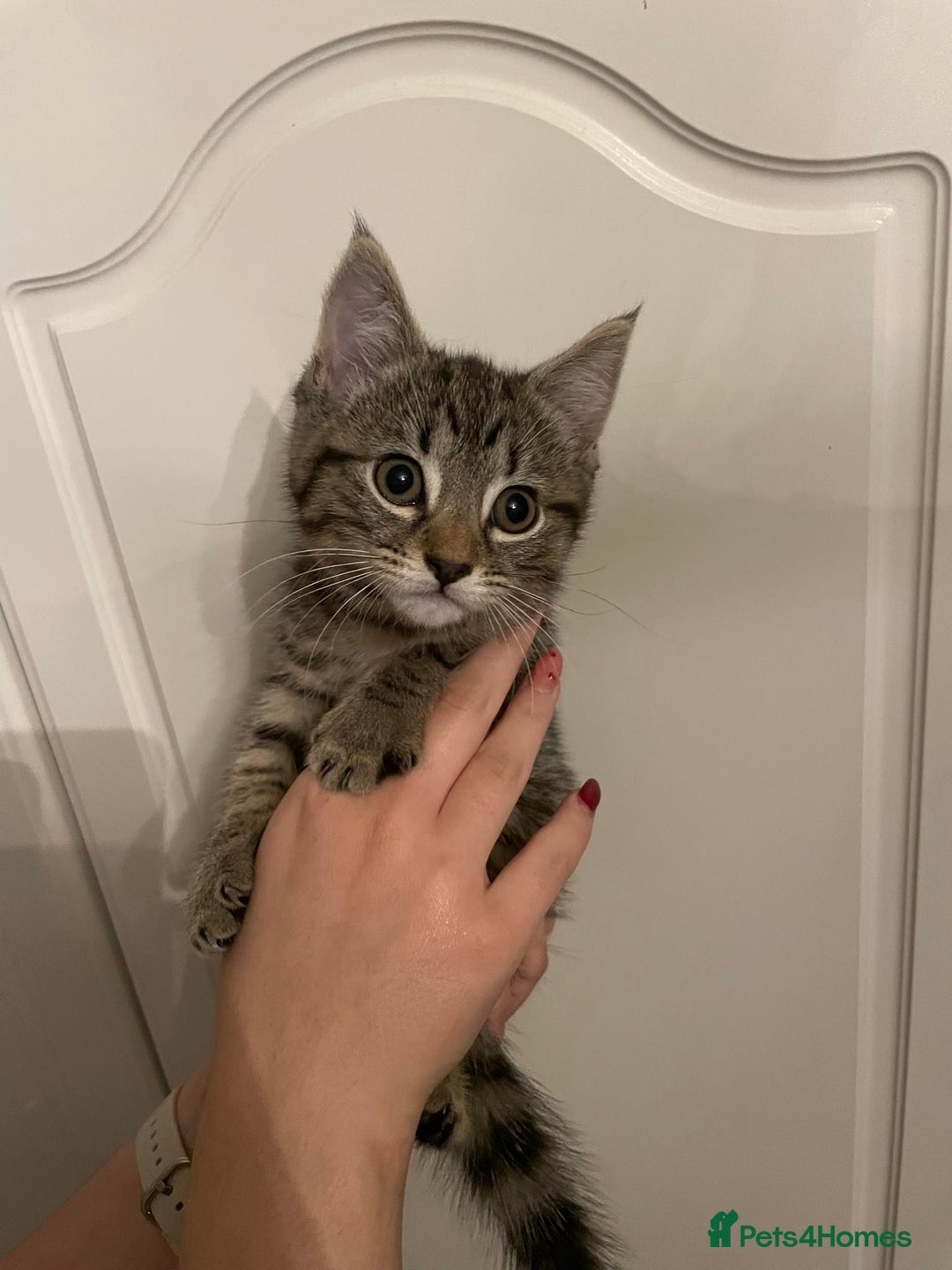 Mixed Breed cats for sale: Beautiful kittens 3 female  - Image 6