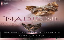 Yorkshire Terrier dogs for sale: 🧡 DNA tested parents 🤎 Chocolate Red boy  - Advert 5