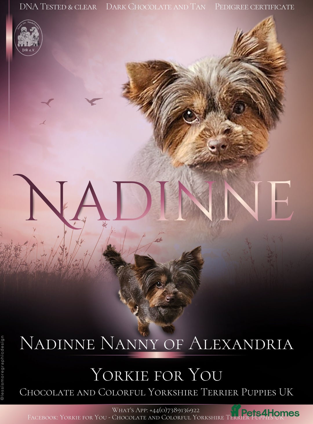 Yorkshire Terrier dogs for sale: 🧡 DNA tested parents 🤎 Chocolate Red boy  - Advert 5