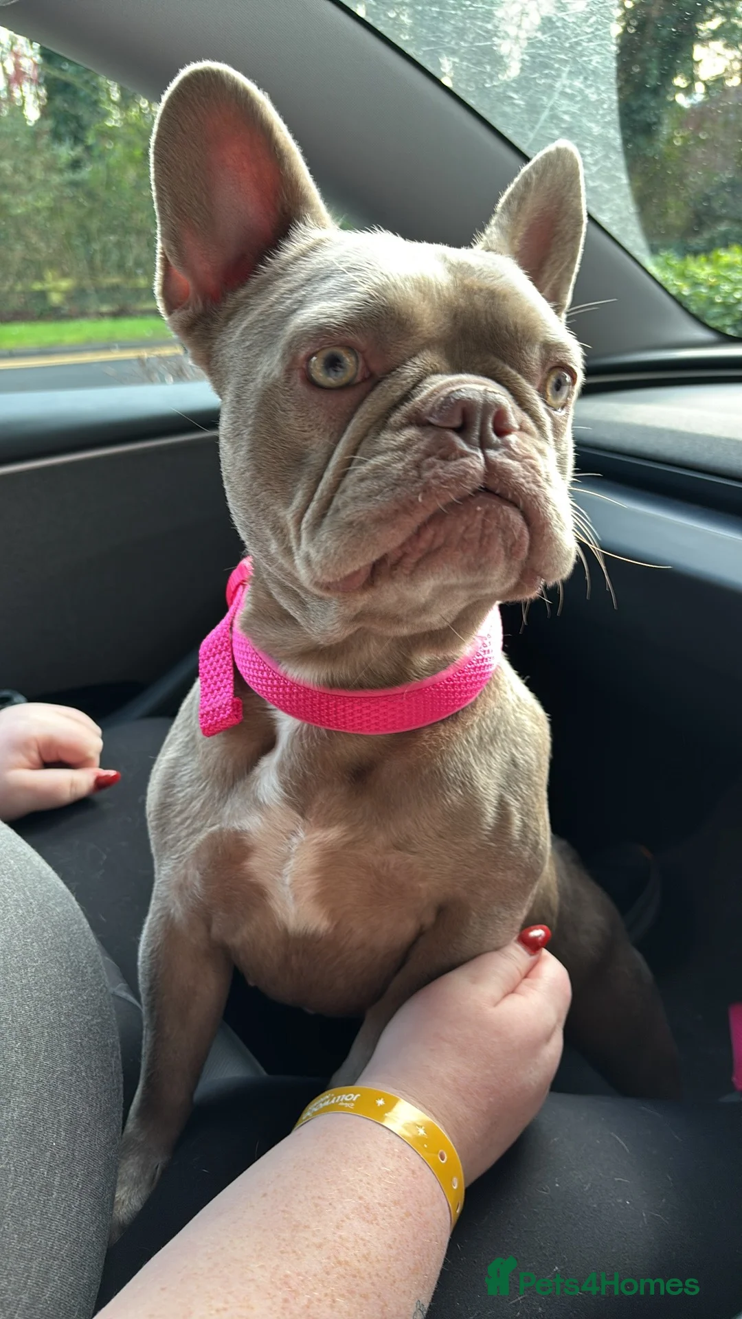 French Bulldog dogs for sale: French Bulldog Girl - Advert 8