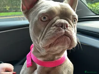 French Bulldog dogs French Bulldog Girl - Advert 5