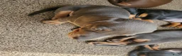 Dachshund dogs for sale: Dachshund puppies for sale huddersfield  in Huddersfield - Advert 6