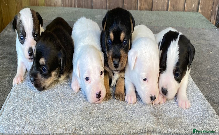 Jack Russell dogs 6 Jack Russell Puppies  - Advert 3