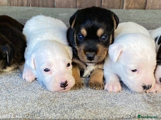 Jack Russell dogs 6 Jack Russell Puppies - Advert 4