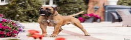 Boerboel dogs for sale: Waitlist now open - Advert 1