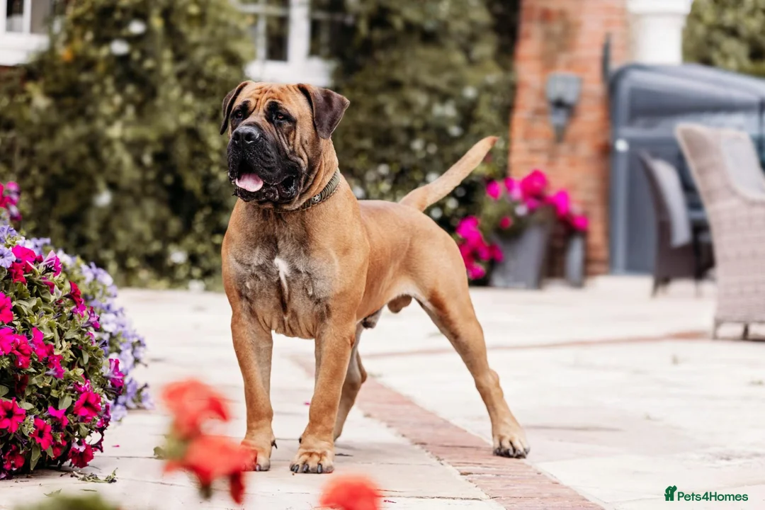 Boerboel dogs for sale: Waitlist now open - Advert 1