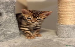 Bengal cats for sale: gorgeous pure bengal kittens  - Image 8