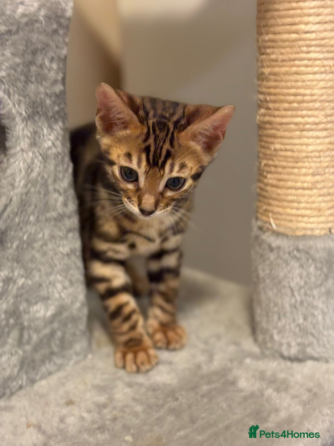 Bengal cats for sale: gorgeous pure bengal kittens  - Image 8