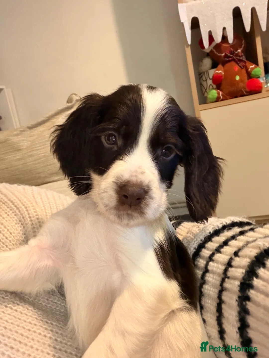 Cocker Spaniel dogs for sale: Felix, spaniel  in Southend-on-Sea - Advert 13