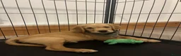 Golden Retriever dogs for sale: KC Fox Red Golden Retriever Puppies  - Advert 10