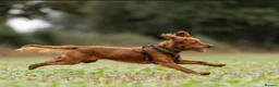 Cockapoo dogs for stud: Cockapoo stud - Advert 3