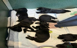 Mixed Breed dogs for sale: Springer Spaniels cross - Image 19