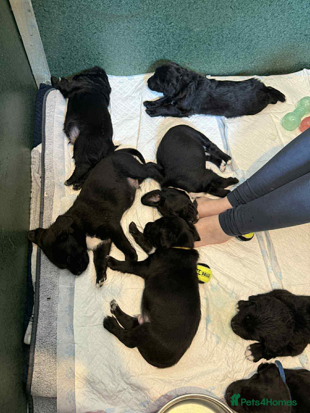 Mixed Breed dogs for sale: Springer Spaniels cross - Image 19