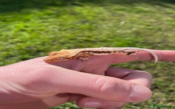Gecko reptiles for sale: Crests geckos ford sale  - Image 2