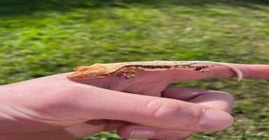 Gecko reptiles - Advert 3