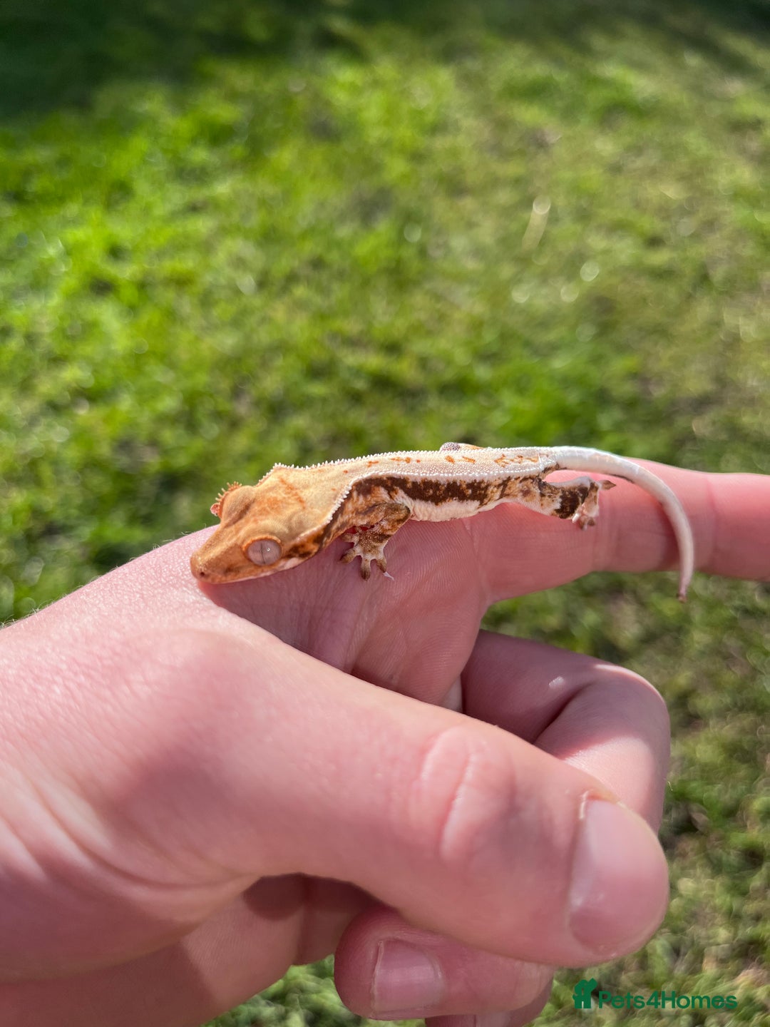 Gecko reptiles for sale: Crests geckos ford sale  - Image 2