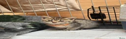Mixed Breed cats for sale: Beautiful Bengal X kittens for sale  - Advert 6